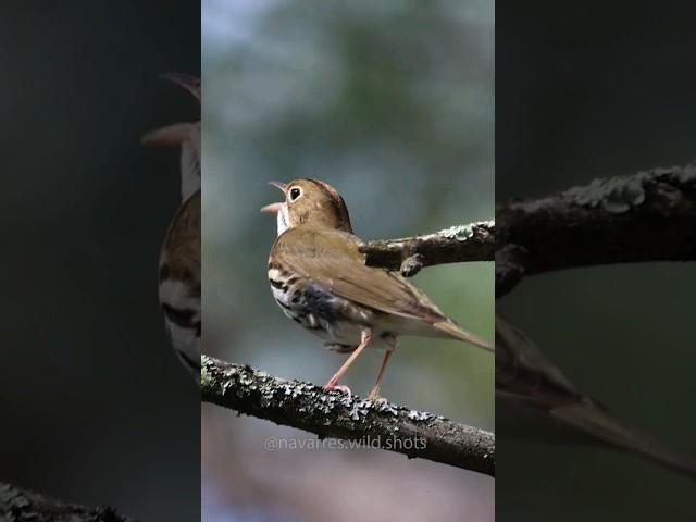 Hear the Oven Bird Song!