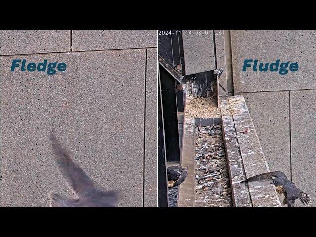 367 Collins St. Falcons: 1st chick has strong fledge  2nd chick slips from ledge 🪂 2024 Nov 14