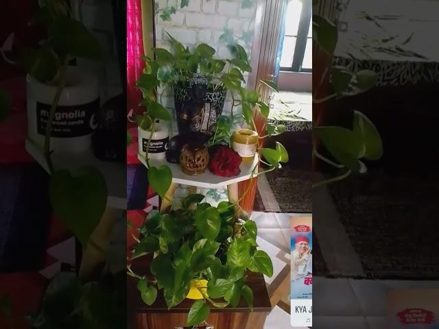 My house entrance #🪴🪴#negi Kiran vlog 🪴#shortvideo #uttarakhand