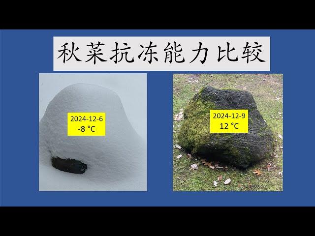 2024年北美6区秋菜抗冻能力比较 fall vegetables’ cold tolerance comparison zone 6