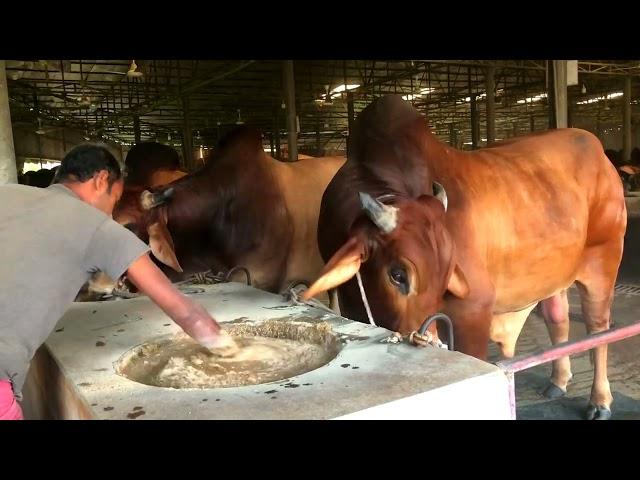 Bangladeshi Big Cows Eating Lunch | Cow Videos | Big Big Bulls