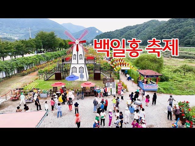 백일홍 축제