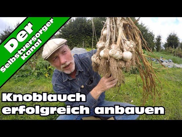 Knoblauch erfolgreich anbauen. So mache ich es.