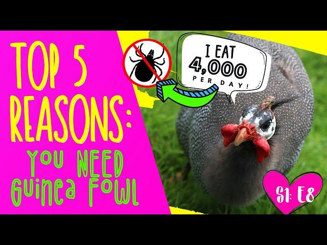 TOP 5 REASONS YOU NEED GUINEA FOWL!