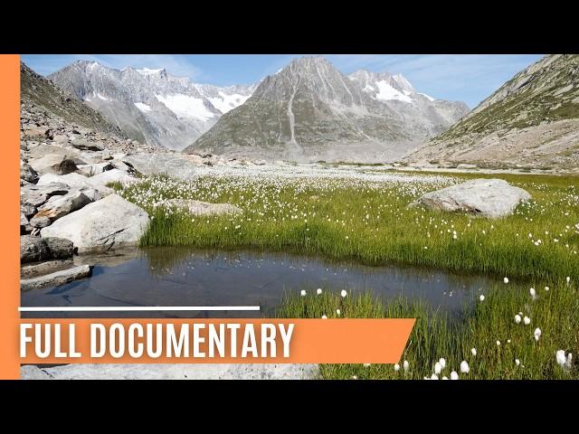 The Shrinking Aletsch and the Battle for Alpine Wildlife | FULL DOCUMENTARY