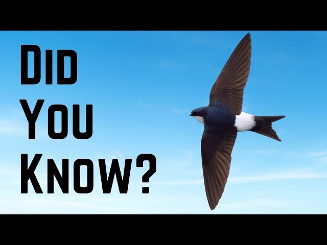 Things you need to know about HOUSE MARTINS