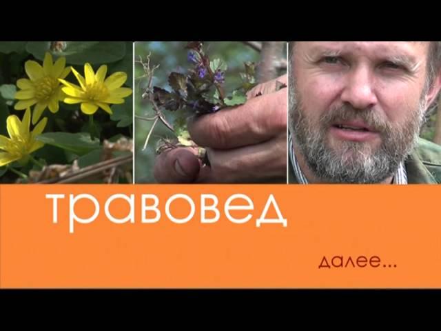 Травовед. Капуста. Рассказывает Моряков Сергей Викторович