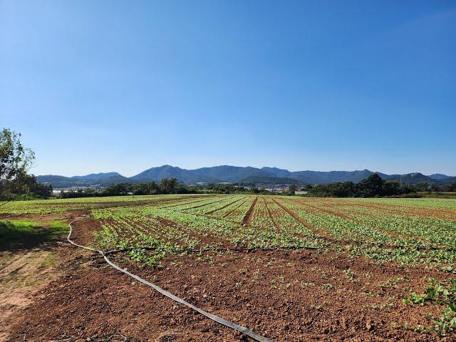 [부동산백화점]794.영암 계획관리지역 토지 면적도 크고 대로변이네요~영암군토지매매 영암군땅매매 영암군계획관리지역토지매매 전남계획관리지역토지매매 영암군부동산 영암요양병원부지