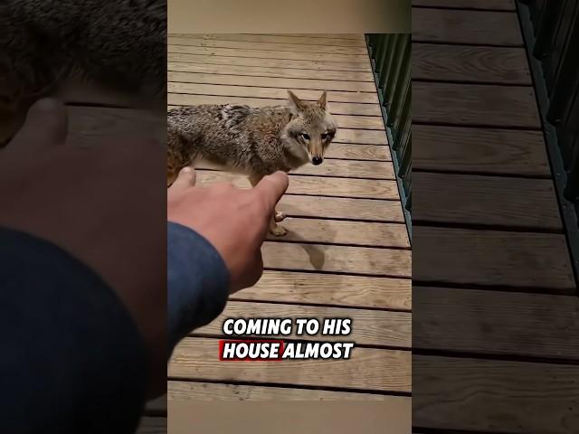 The kind man rescued an injured coyote, and then this happened... #rescue #coyote