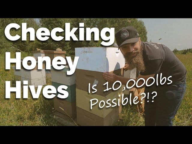 The Most Honey Of All Time (For Us) | Checking Honey Hives And Adding Boxes