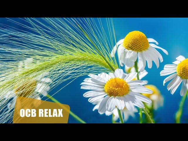 12 Relaxing Piano Pieces by Ocb Relax Music (4K)