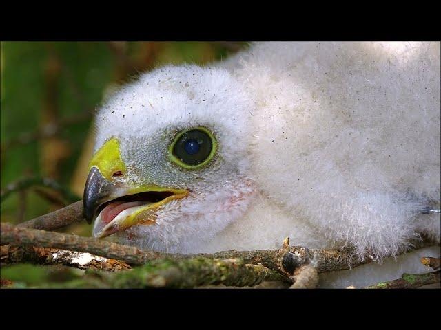 Karvaly (Accipiter nisus) - dunakanyari hangulatok 2019-ből