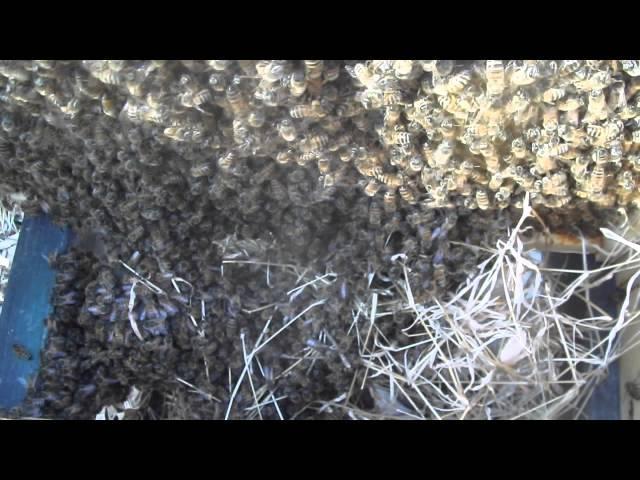 Video from yesterdays ground swarm capture..