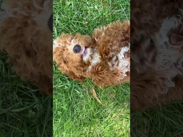 Home! puppy #heather #youtubeshorts #shorts #pets #dog #cute #funny #short #shorts #pet #pets