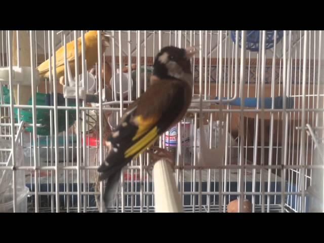 Chardonneret Meknine Dz Coupleur Canari (26 Avr 2016)