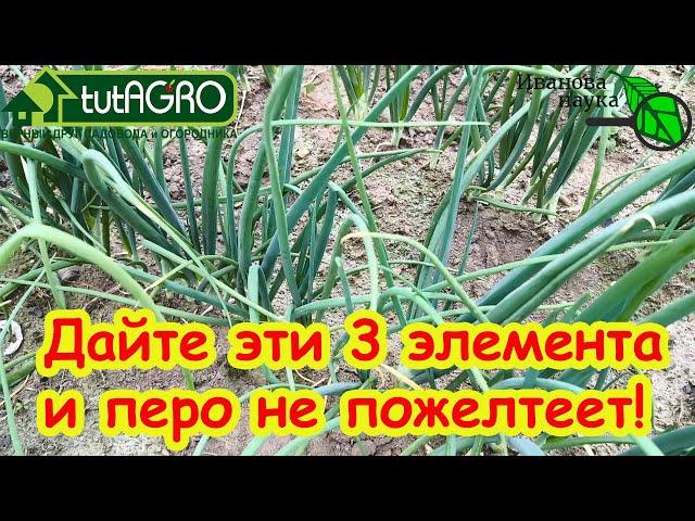 ЧЕМ ПОДКОРМИТЬ ЛУК ЛЕТОМ? От этой простой подкормки репка крепкая, шейка тонкая, лежкость отличная!