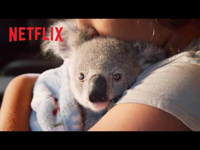 Cutest Koala Moments  Izzy's Koala World | Netflix Jr