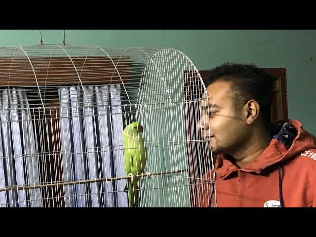 Funny talking Parrot And She Is Angry