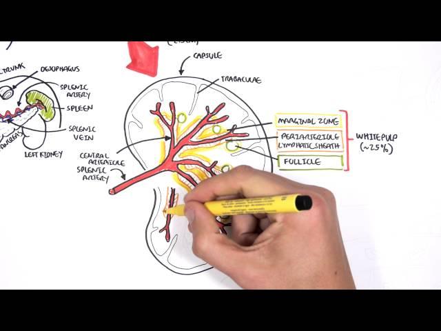 Spleen Anatomy and Physiology