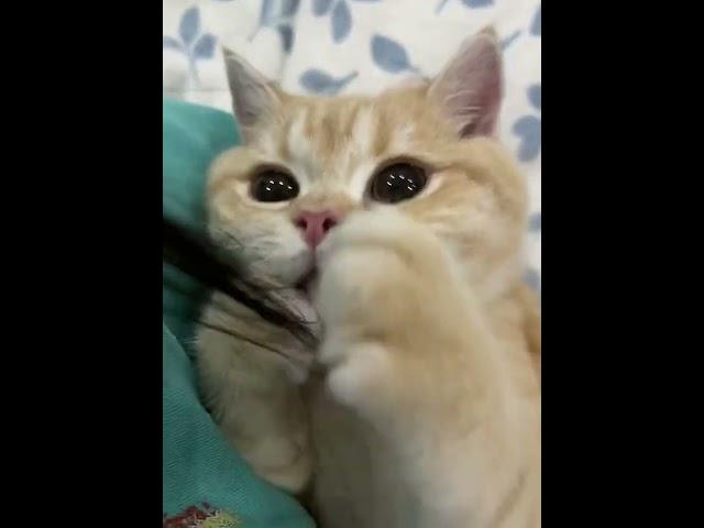 Is a Hair-Chewing Cat a Good Cat? #KittyBites #SillyKitten #Must-WatchCatVideo