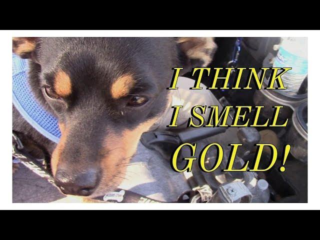 Back to Gold Nugget Hunting