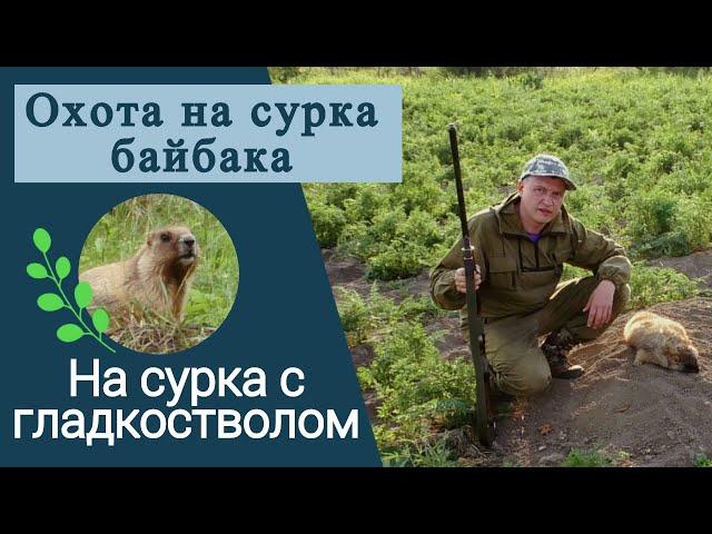 Охота на сурка байбака | На сурка с гладкостволом | Охота на сурка в Алтайском крае