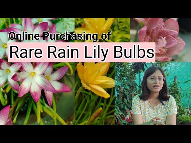 Online Purchasing of Rare Rain Lily Bulbs @GardenKnowledgeHub