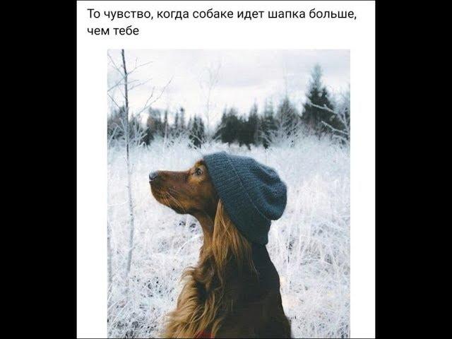 Самые новые прикольные картинки и смешные демотиваторы!