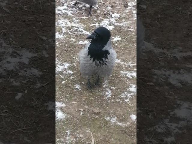 Ворона Пытливый Глаз позирует / Hooded crow Prying Eye poses on camera