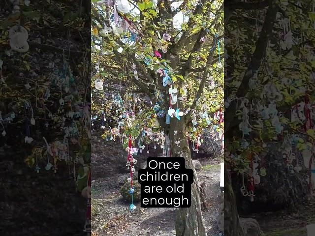 Tradition Of The Pacifier Tree #children #childhood #tradition