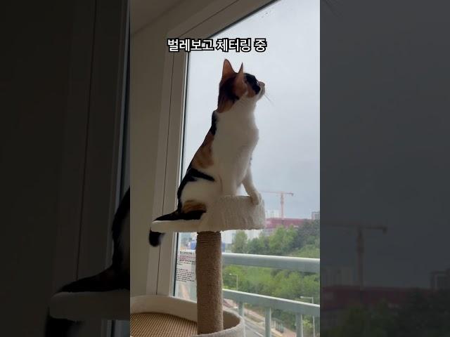 #고양이 #채터링 #냥펀치 #대답냥 #냥아치 #고양이일상 #벼리 #cat #삼색이고양이