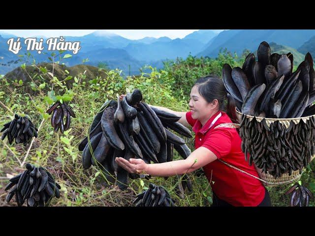 Harvesting Wild Locust Fruit & Goes to the Market Sell || Harvesting & Cooking || Ly Thi Hang