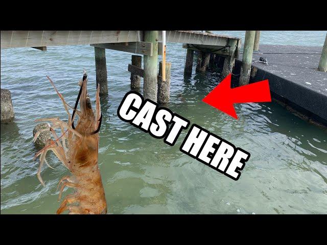 This Is Why You Fish The Heart Of The Dock (Saltwater Fishing With Live Shrimp)