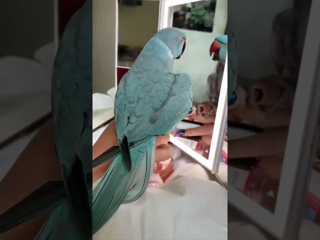 CUTE PARROT TALKING AND KISSING TO MIRROR