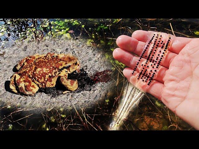 I rescued the toads in danger, and two weeks later something amazing happened. (Feat.Toad's eggs)