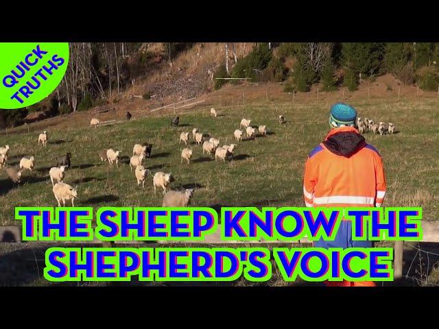 The Sheep know the Shepherd's voice - Quick Truths
