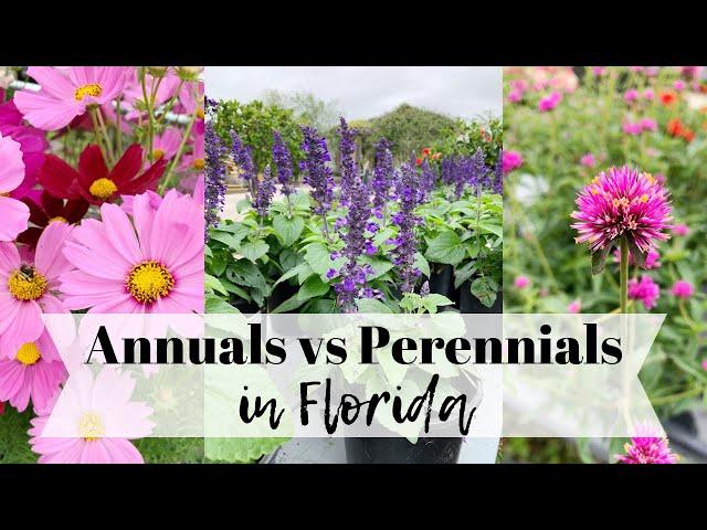 Annuals vs  Perennials in Florida with Theresa