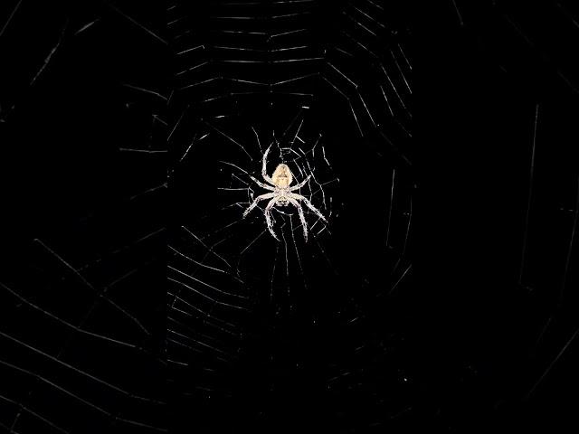 micro spider ️ #nature #micro #animals