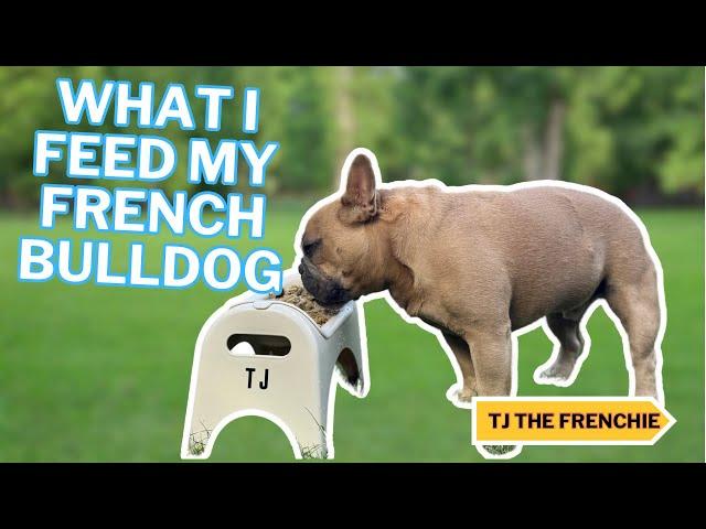 What I Feed My French Bulldog | TJ The Frenchies Diet That Keeps Him Happy & Healthy