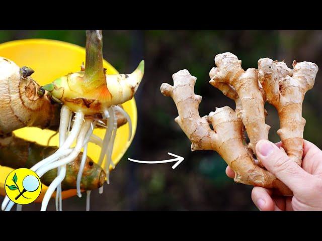 How to Grow Ginger in Containers to get a Big Harvest