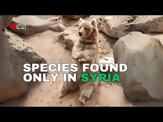 Syria’s Hidden Biodiversity: A Cinematic Journey Through Rare Species and Ecosystems