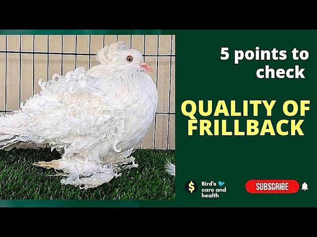 How to check quality of Frillback pigeons | #pigeon #fancypigeon