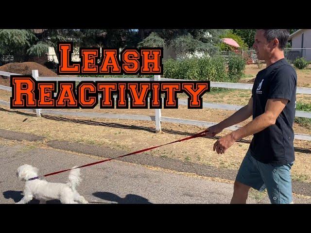 Taking a leash reactive small dog on a walk