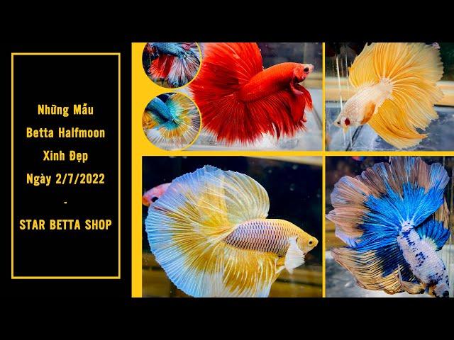 Cá Betta Halfmoon - Cá Betta Đuôi Dài 2/7 - Star Betta Shop 0382698808
