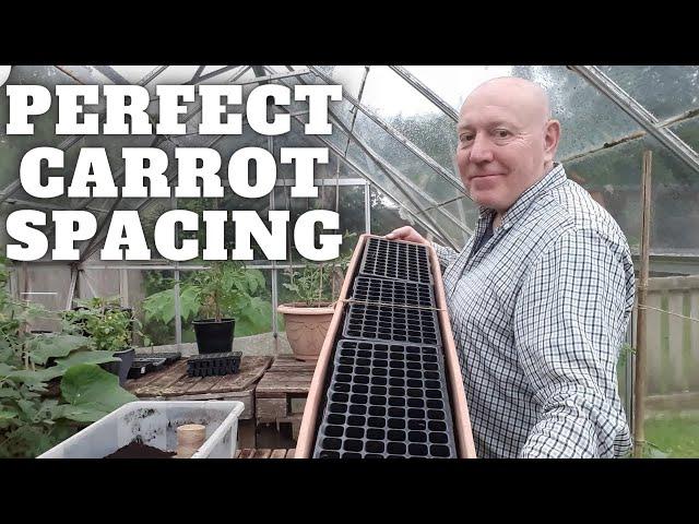 Perfectly Spaced Carrot Sowing [Gardening Allotment UK] [Grow Vegetables At Home ]