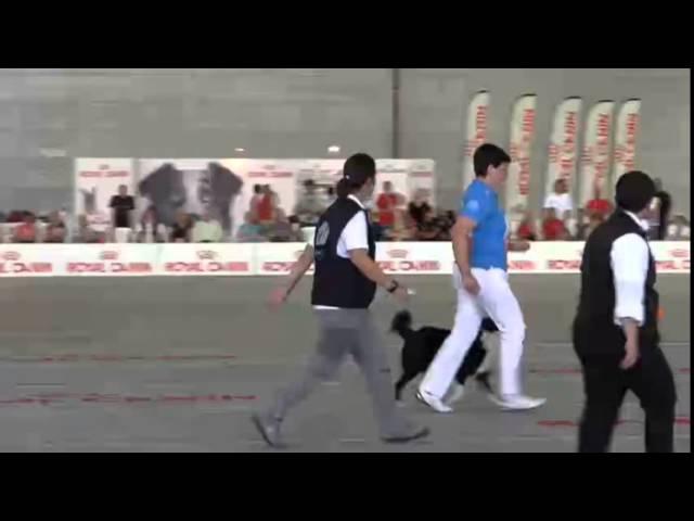 World Championship Obedience 2015 Final Cacciatore
