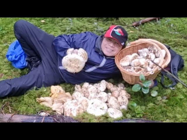 Nhiều quá trời hái mỏi tay nấm quí Tùng Nhung Matsutake Pine mushrooms#280