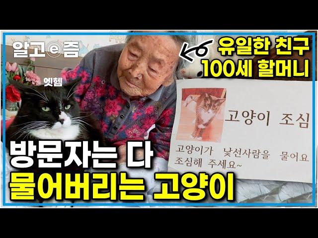 "내 친구는 100세 할머니 뿐이다옹" 집에 오는 방문객은 모두 침입자! 경계심 최상! 모두를 공격하는 고양이┃고양이를 부탁해┃알고e즘