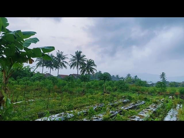 Rain in Tropical Green Paradise with Calm Nature and Jungle Trees