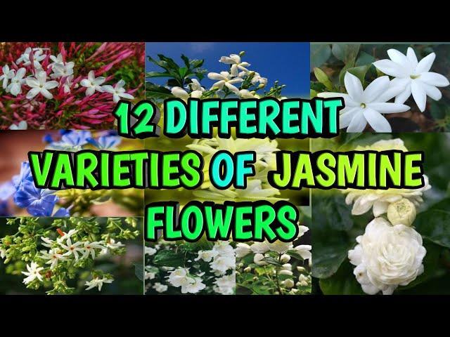 12 Different varieties of Jasmine, the queen of fragrance